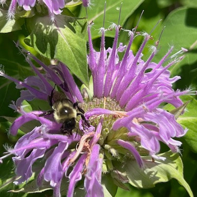 Wild Bergamot and Bee