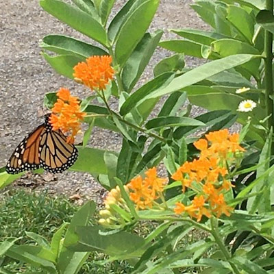 Butterfly Milkweed Monarch