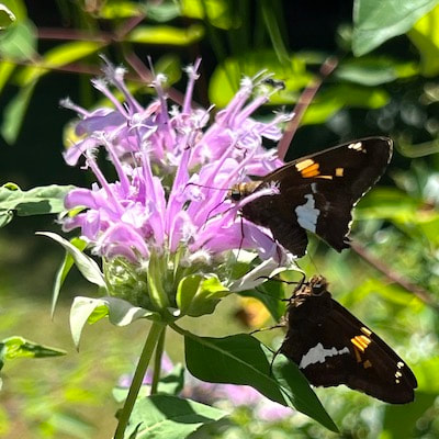 Wild Bergamot and Butterfly